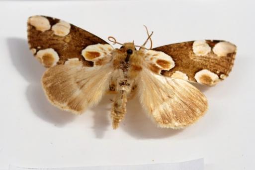 Invertebrates (2 of 3) Moths Large