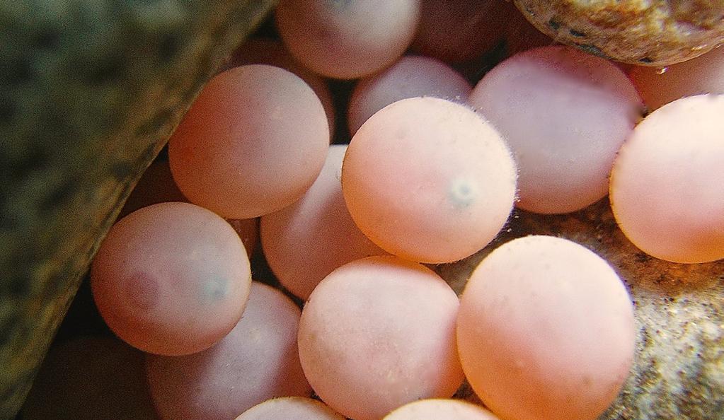 Life Stages in the Classroom Eyed-Eggs Eyed eggs are sensitive to light and extreme changes in temperature.