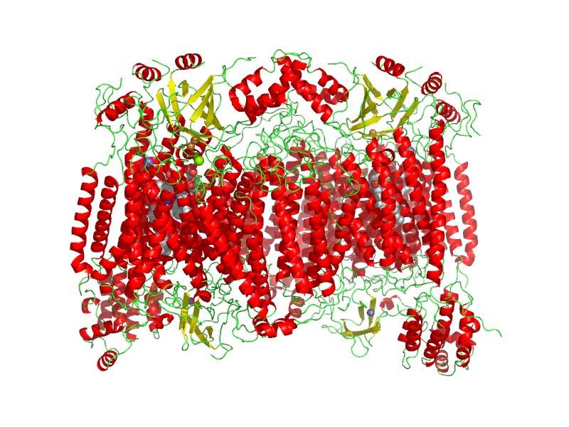 INTRODUCTION Cytochrome C Oxidase (COX) is the terminal transmembrane enzyme of the respiratory chain in mitochondria (Figure V-1) and many bacteria.