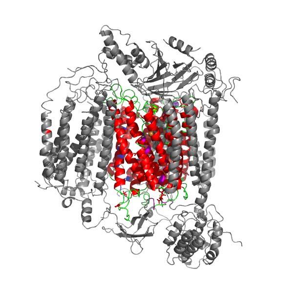 Cytochrome C Oxidase subunit I (COX1), which is surrounded by the other 12 subunits (Figure V-2), plays a pivotal role in proton pumping.