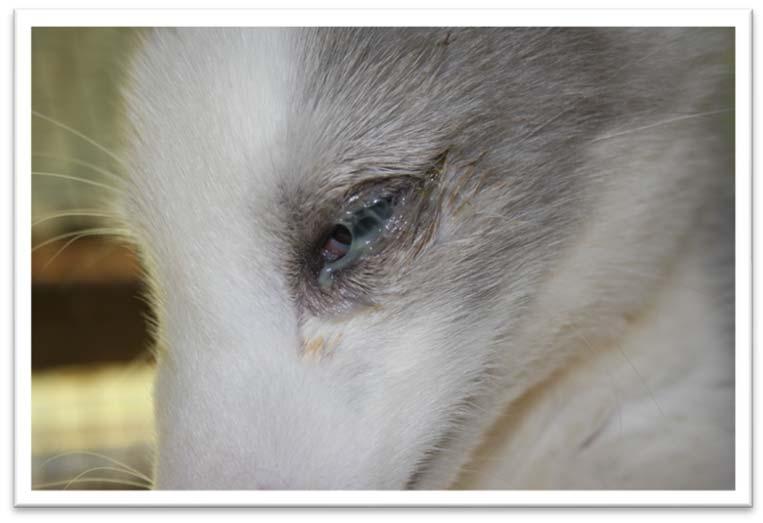Introduction Figure 4. Eye infection in blue fox. Photo: Riitta Kempe, Luke. the producer and unreasonably high production costs, which is why dirt-floor pens are not used in fur animal production. 1.
