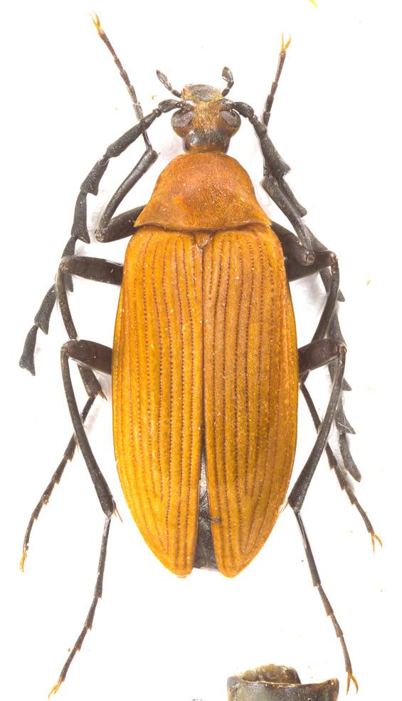 2 3 4 5 Figs. 1-5: Pseudocistela ornata sp. nov. (male holotype): 1- habitus; 2- head and pronotum; 3- antenna; 4- aedeagus, dorsal view; 5- aedeagus, lateral view.