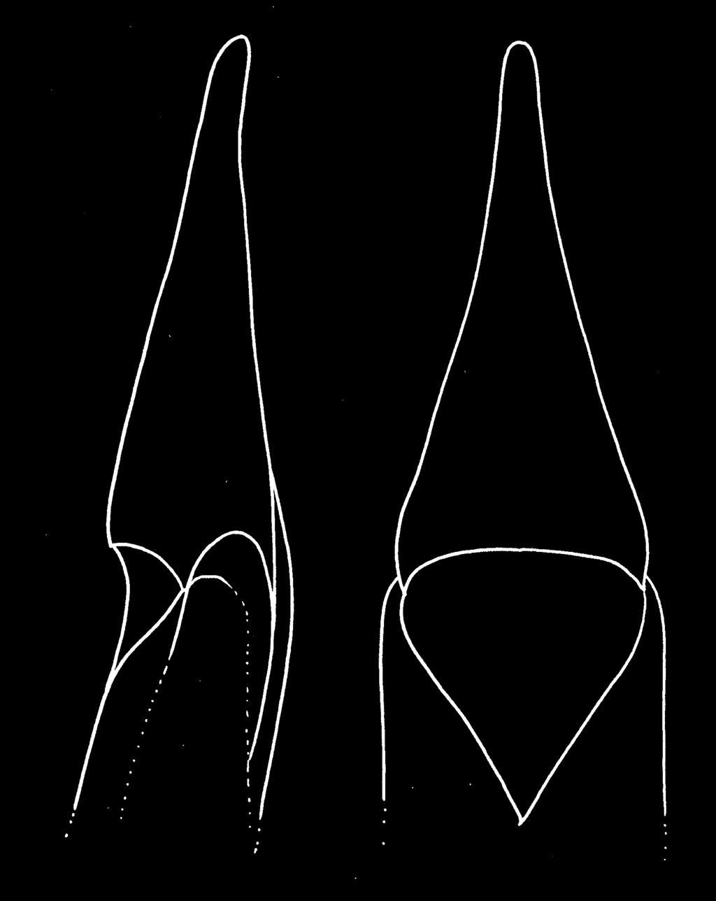 Side margins slightly arcuate in anterior half, distinctly excised before posterior angles. Posterior angles strongly sharp, oblique extended. Anterior angles almost indistinct.