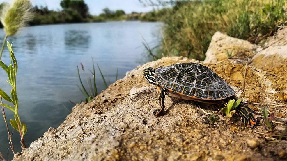 Final Report Phase II: Demography of Western River Cooter (Pseudemys gorzugi) populations within the Black River Drainage Photo by A.