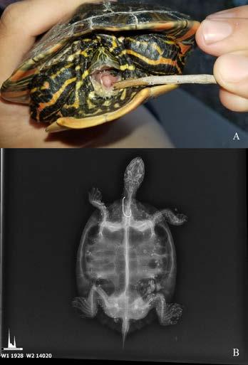 smallest melanistic male was 174 mm. However, turtles between 200 and 220 mm CL showed the highest proportion of melanistic males (89%). Figure 7.