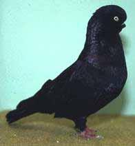 However, to obtain the correct head shape, this pigeon must show more volume above the eye. Height and length of the head should be the same. The broadness of the head is mostly too narrow.