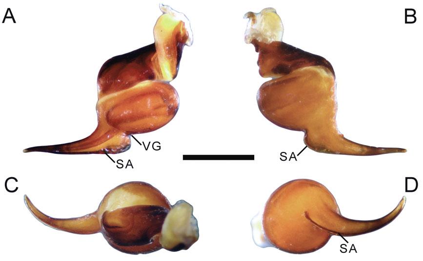 C, opisthosoma, dorsal view. D, labial and maxillary cuspules. E, metatarsus I, prolateral view. F, tibial apophyses, prolateral view. G, tibial apophyses, ventral view.