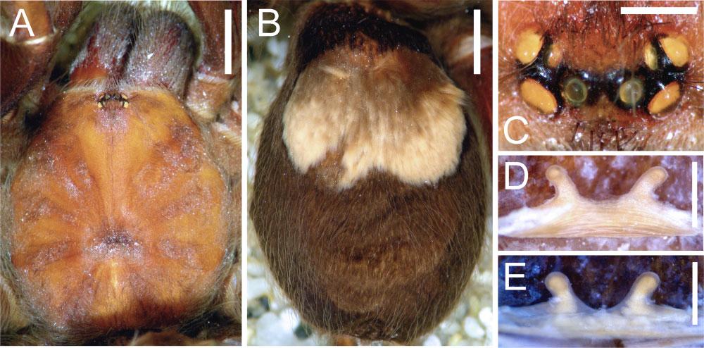 REVISION OF HEMIRRHAGUS 645 Figure 9. A D, Hemirrhagus eros Pérez-Miles & Locht, 2003, paratype A female AMNH; E, paratype B female AMNH. A, carapace, dorsal view. B, opisthosoma, dorsal view.