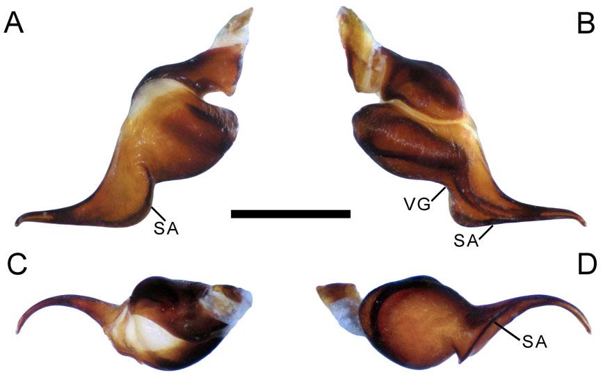 646 J. I. M. MARROQUÍN Figure 11. Hemirrhagus gertschi Pérez-Miles & Locht, 2003, holotype male LAAH, left palpal bulb. A, retrolateral view. B, prolateral view. C, dorsal view.