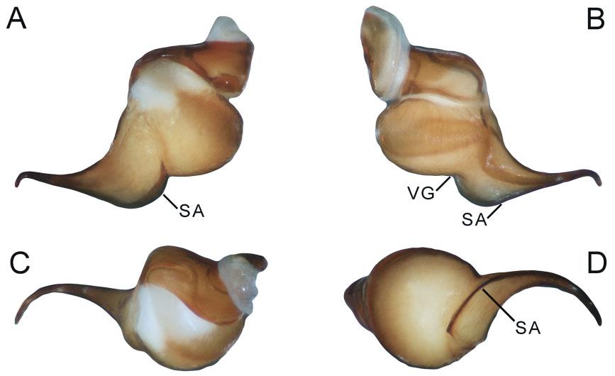 652 J. I. M. MARROQUÍN Figure 18. Hemirrhagus ocellatus Pérez-Miles & Locht, 2003, male CNAN 4457, left palpal bulb: A, retrolateral view. B, prolateral view. C, dorsal view. D, ventral view.