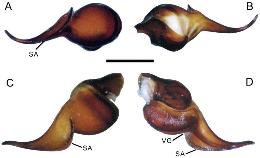 654 J. I. M. MARROQUÍN Figure 21. Hemirrhagus papalotl Pérez-Miles & Locht, 2003, male CNAN 4460, left palpal bulb. A, ventral view. B, dorsal view. C, retrolateral view. D, prolateral view.