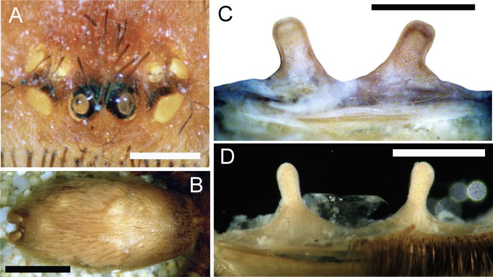 A, ocular tubercle, dorsal view. B, opisthosoma, dorsal view. C, spermathecae, ventral view. D, spermathecae, ventral view. Scale bars =2mm(B), 1 mm (D), 0.5 mm (A, C). Urticating setae: lacking (Fig.