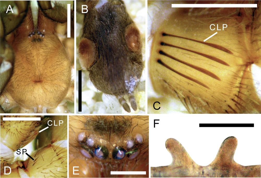 656 J. I. M. MARROQUÍN Figure 25. Hemirrhagus perezmilesi García-Villafuerte & Locht, 2010, paratype female CNAN-T0396. A, carapace, dorsal view. B, opisthosoma, dorsal view.
