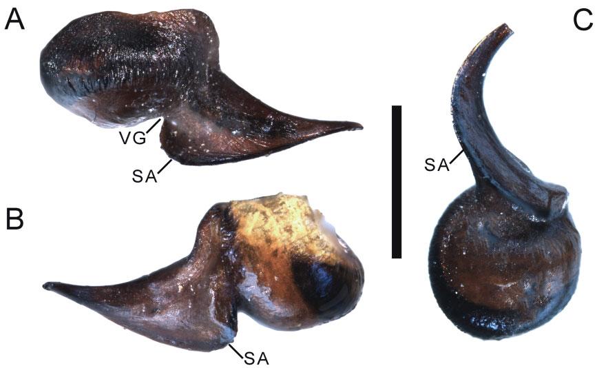 658 J. I. M. MARROQUÍN Figure 27. Hemirrhagus pernix (Ausserer, 1875), holotype male BMNH 351, right palpal bulb: A, prolateral view. B, retrolateral view. C, ventral view.