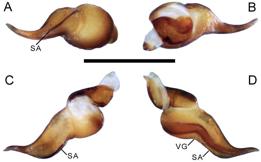 662 J. I. M. MARROQUÍN Figure 32. Hemirrhagus stygius (Gertsch, 1971), male CNAN 4462, left palpal bulb: A, ventral view. B, dorsal view. C, retrolateral view. D, prolateral view.