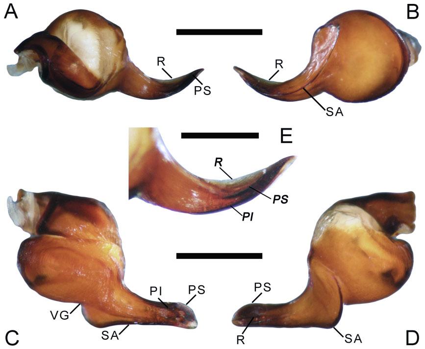 674 J. I. M. MARROQUÍN Figure 37. Hemirrhagus embolulatus sp. nov., male holotype CNAN-T0774, left palpal bulb: A, dorsal view. B, ventral view. C, prolateral view. D, retrolateral view.