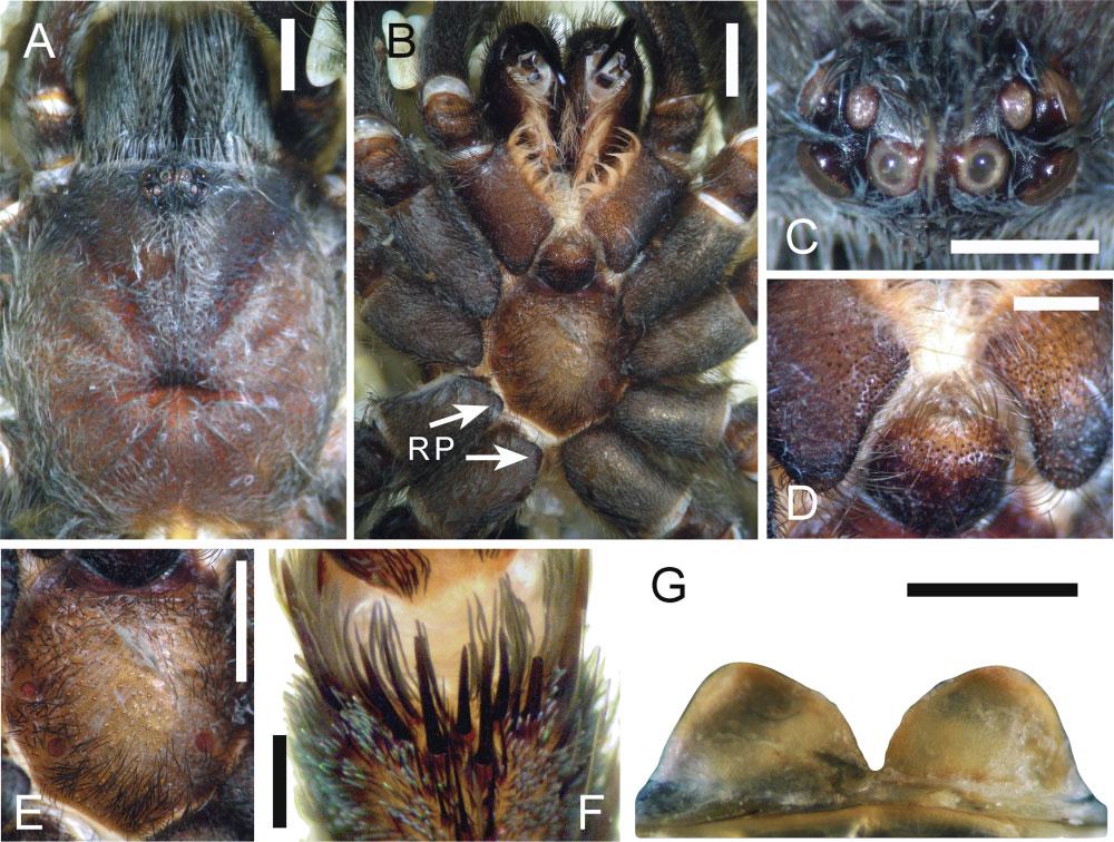 REVISION OF HEMIRRHAGUS 675 Figure 38. Hemirrhagus embolulatus sp. nov., female paratype CNAN-T0775. A, carapace, dorsal view.