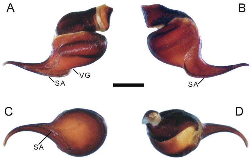 680 J. I. M. MARROQUÍN Figure 43. Hemirrhagus guichi sp. nov., male holotype AMNH, right palpal bulb: A, prolateral view. B, retrolateral view. C, ventral view. D, dorsal view.