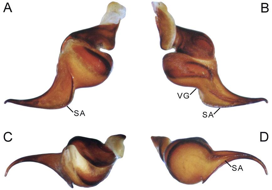 REVISION OF HEMIRRHAGUS 683 Figure 46. Hemirrhagus valdezi sp. nov., male holotype CNAN-T0779, left palpal bulb: A, retrolateral view. B, prolateral view. C, dorsal view. D, ventral view.
