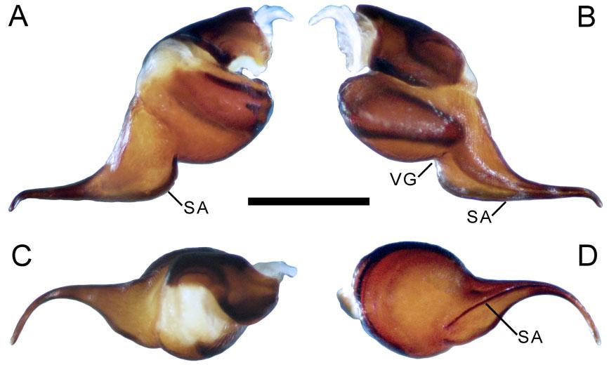 D, ocular tubercle, dorsal view. E, labial and maxillary cuspules. F, opisthosoma, lateral view showing urticating setae patch. G, tibial apophyses, prolateral view. H, metatarsus I, prolateral view.