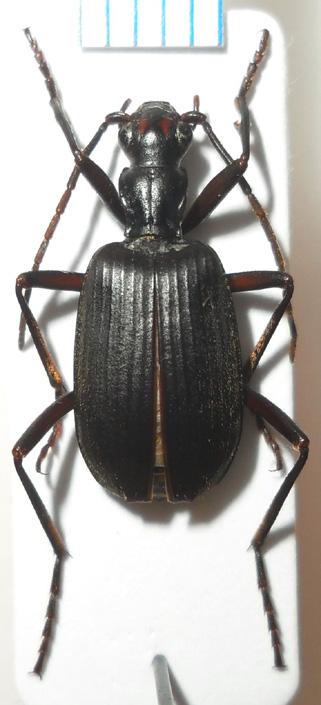 ); 11- Brachinus meratusensis sp. nov. (HT); 12- Brachinus sumbawanus sumbawanus sp. nov. (HT); 13- Brachinus sumbawanus tamboraensis ssp. nov. (HT); 14- Brachinus sumbawanus sangeangensis ssp. nov. (HT); 15- Brachinus floresensis sp.