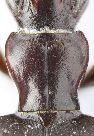 (from North Celebes); 39-41- Pheropsophus erjanii