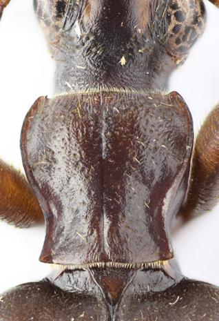 54-56- Brachinus lombokensis Kirschenhofer, );