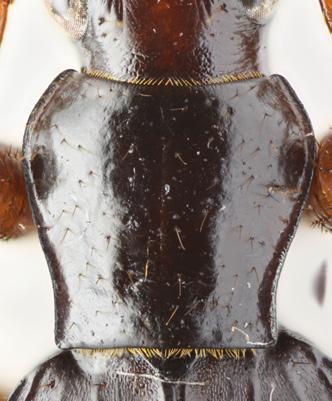 (from North Celebes); 20- Pheropsophus erjanii sp.