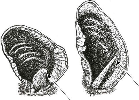 10 Occasional Papers, Museum of Texas Tech University 24. Tragus (projection within ear) short, blunt/rounded, and curved (Fig. 11a)...25 Tragus long, pointed, and straight (Fig. 11b)...29 Figure 11.