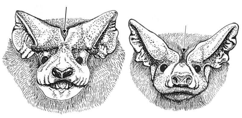 Morgan et al. Field Key for Bats of the United States 7 11. Ears joined at base (Fig.