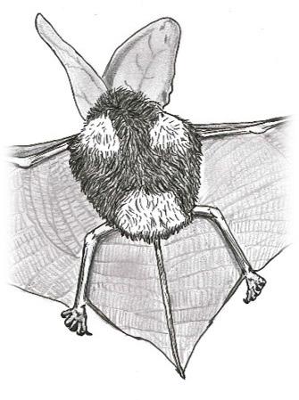 Ears not united at base (Fig. 6b): Tadarida brasiliensis (Brazilian Free-tailed Bat). Occurs across the southern half of the contiguous U.S. a b Figure 6.