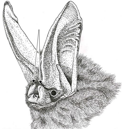 8 Occasional Papers, Museum of Texas Tech University 14. No distinctive glands (large bumps) evident on each side of the nose; tawny or yellow dorsal color.