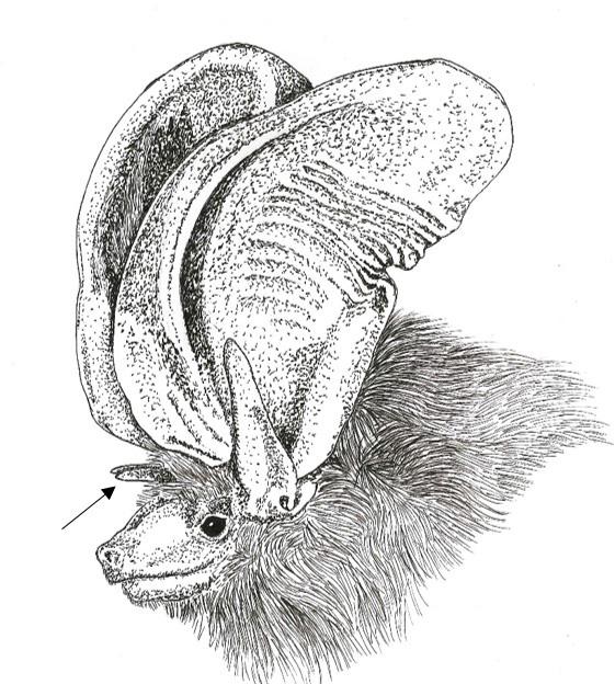 Face of Corynorhinus townsendii with glands (large bumps) present on either side of nose. 15. Flaps (lappets) projecting forward from base of ears (Fig.