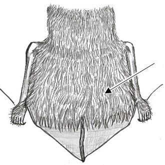 Morgan et al. Field Key for Bats of the United States 9 17. At least the anterior half of the dorsal uropatagium well furred (Fig. 10).