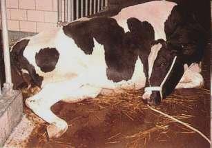 Milk Fever /Down Cows Check for predisposing factors Calving issues uterine torsion, twins Systemic disease mastitis, pneumonia, hemorrhagic bowel syndrome Injury, Cancer Milk Fever Stages STAGE 1: