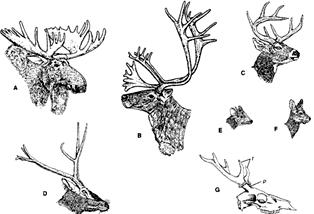 Antlers 1. usually in males only 2. present in female Rangifer 3. absent in Hydropotes 4. Muntjac has short antlers and long canines Rangifer Pudu Hydropotes 34 Irish elk 1.