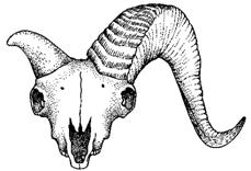 Antilocapridae 1. grazers, hypsodont teeth; 2. Orbits high on head 3. Cursorial A. flexion of spine, etc. [Figs. 16-1, 16-2], B. 85 km/hr bursts; 65 km/hr for over 10 km 43 Family Bovidae 1.