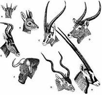 Fig. 19.21: Horns 1. always present in males; variable in females. 2. female horns are shorter and straighter, used as defensive weapons 46 North American Bovidae 1. Subfamily Bovinae A.