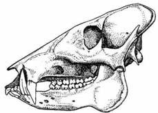 Tayassuid Characters 1. upper canines directed downward 2. Skull with a straight dorsal profile 10 Tayassuid characters 1.