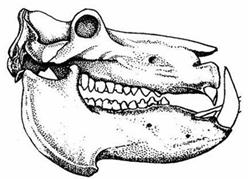 Hippopotamus Characteristics 1. incisors large, tusk like. 2. canines large, tusklike 3. Semi-aquatic A. B. nostrils and eyes at top of skull. 16 Two Genera 1. Hippopotamus: up to 4500 kg [Fig.
