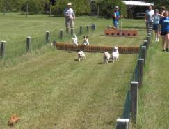Sunday s Child & Youth Division Entry Form Sunshine State Jack Russell Terrier Club Membership The Sunshine State Jack Russell Terrier Club (SSJRTC) is currently the only JRTCA affiliated club
