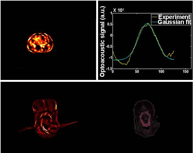 3.6 2D optoacoustic imaging of objects with various sizes 27 3.6 2D optoacoustic imaging of objects with various sizes We used different sizes of imaging targets, ranging from 800 µm to 28.