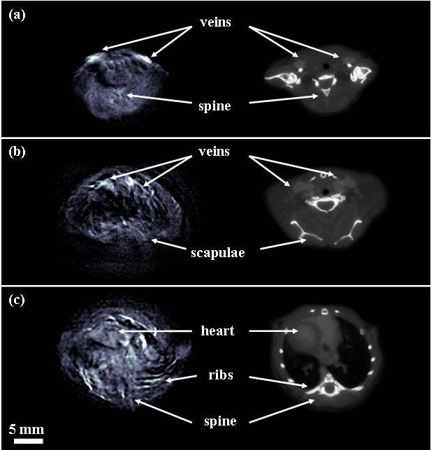 4.1 Optoacoustic imaging based on intrinsic contrast 37 4.1.1 Nude mouse imaging post mortem We imaged a nude mouse post mortem to demonstrate the good intrinsic contrast between different tissue structures.