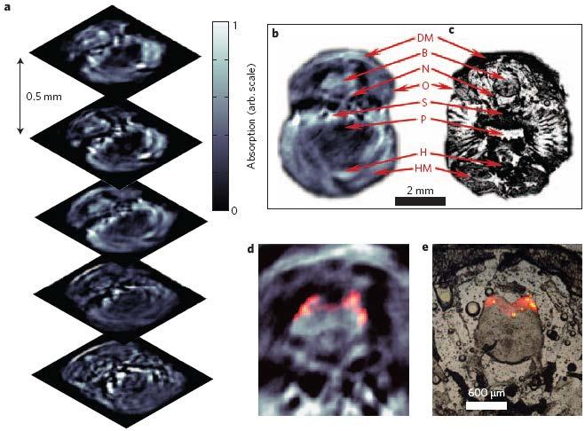 4.2 Multispectral molecular imaging 45 (figure 4.10d), in high congruence with the corresponding epifluorescence images of the dissected brain (figure 4.10e) 5. Figure 4.