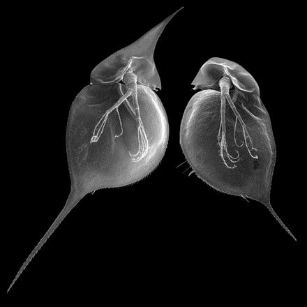Other dramatic examples of the effects of environment on phenotype Science 294: 321 Oct 12, 2001 The water flea Daphnia lumholtzi usually reproduces parthenogenetically: diploid females produce