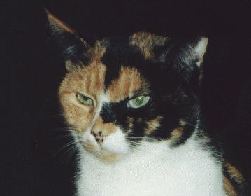 The calico cat is heterozygous for the X-linked pigment gene and carries a dominant, autosomal white-spotting mutation The Calico Cat and X Inactivation in Mammalian Females The familiar calico cat