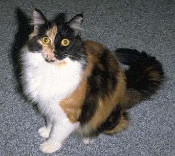 Cats with more extensive white spotting (such as the calico cat shown below) definitely carry a