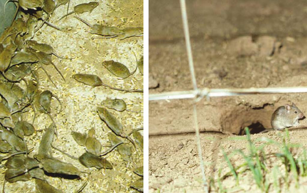 Impacts of mouse plagues Sown crops Mice cause damage to almost all sown crops, no matter whether they are winter or summer crops or seeds of cereal, oilseed, maize or pasture.