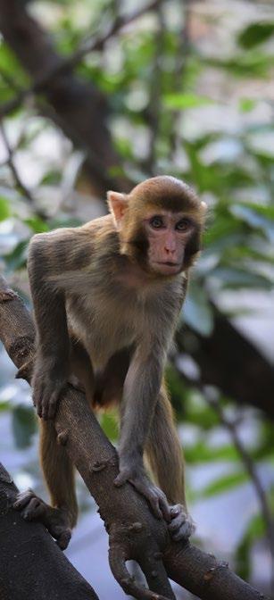 Man rescues baby monkey from tree A man rescued a baby rhesus macaque monkey from a tree in his garden by coaxing it down with a banana.