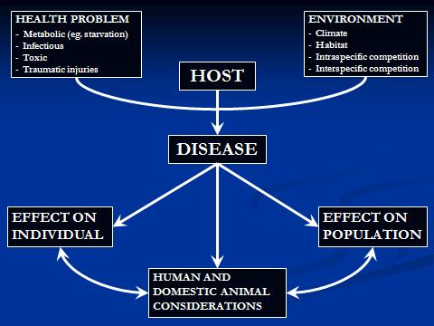WILDLIFE HEALTH SURVEILLANCE SPECIAL PROBLEMS 3. Knowledge of Animal Populations Subtle effects of disease (eg. reproduction).